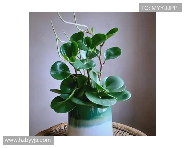 创意盆栽装饰：如何通过盆栽打造绿色生活空间与家居艺术气息